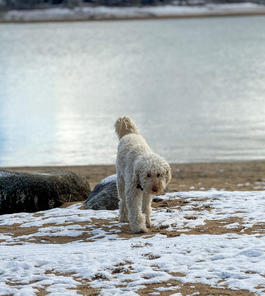 White curly-coated dog standing on a snow-dusted beach with a calm lake behind it.