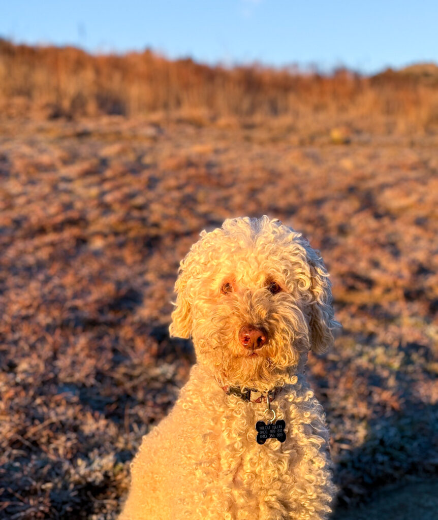 White curly-haired dog standing in a sunlit rocky field at sunset.