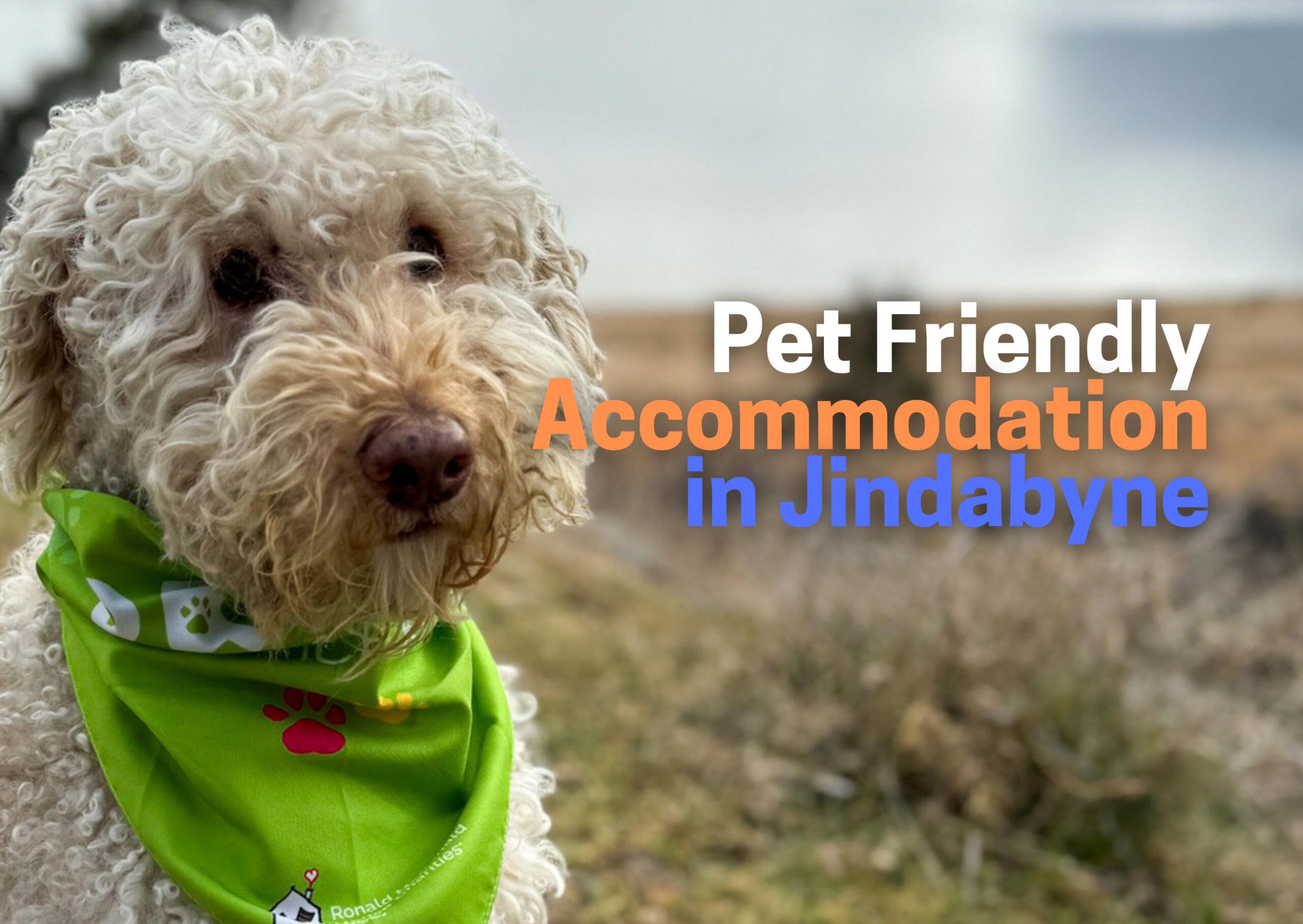 Curly white dog wearing a bright green bandana outdoors; advert for pet-friendly accommodation in Jindabyne.