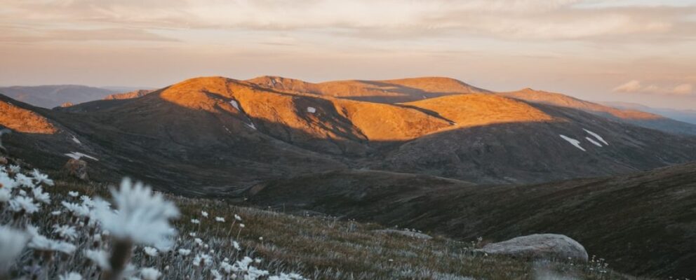 Mountain ridge bathed in warm sunset light, with a meadow of white wildflowers in the foreground.